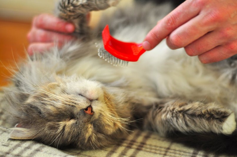 petbonding